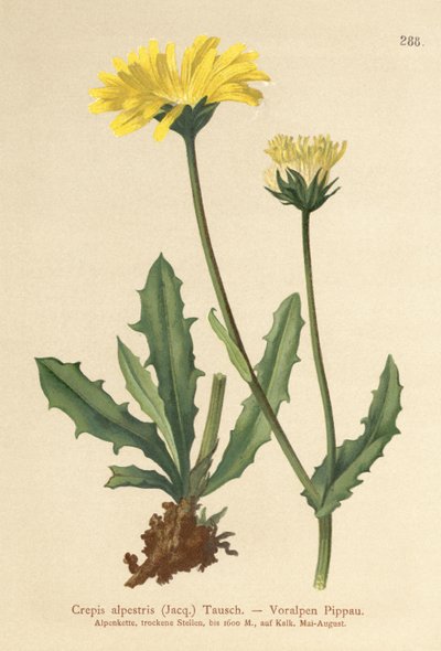 Alpine Hawks Beard (Crepis alpestris) alkotó: German School