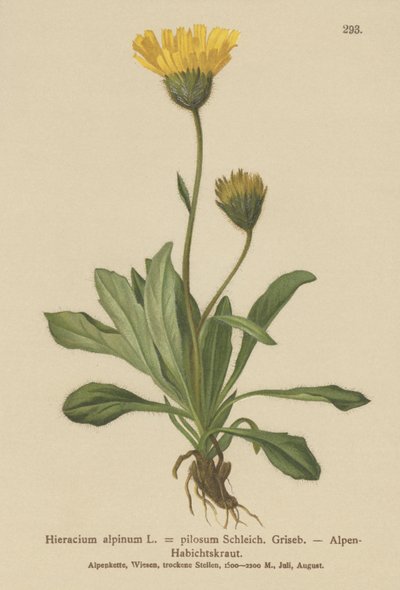 alpesi sólyomfű (Hieracium alpinum, Hieracium alpenum, Hieracium pilosum) alkotó: German School