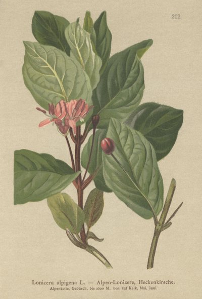 Alpesi lonc (Lonicera alpigena) alkotó: German School