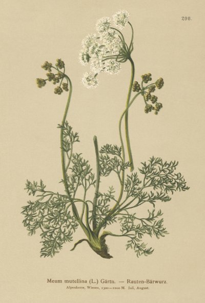 Alpine Lovage (My mutellina, Ligusticum mutellina) alkotó: German School