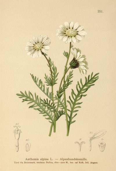 alpesi majális (Anthemis alpina, Achillea oxyloba subsp. schuri) alkotó: German School