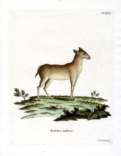 Alpesi pézsmaszarvas (színes metszet) alkotó: German School
