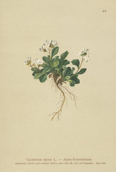 Alpesi északi sziklatorma (Cardamine alpina) alkotó: German School