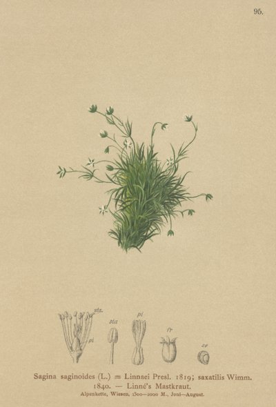 Alpesi gyöngyvirág (Sagina saginoides, Sagina Linnaei, Sagina saxatilis) alkotó: German School