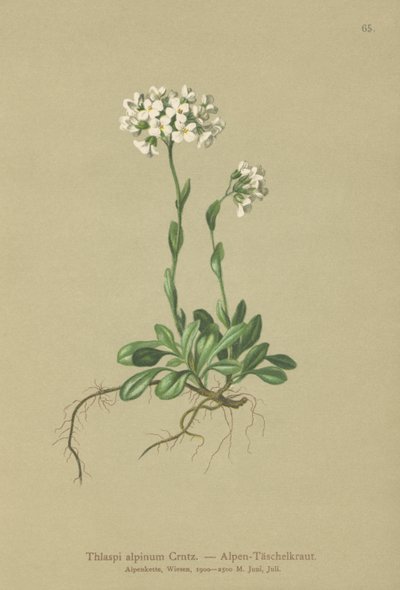 Alpesi torma (Thlaspi alpinum, Noccaea alpestris subsp. alpestris, Thlaspi minimum, Noccaea crantzii, Thlaspi kerneri, Thlaspi alpinum var. kerneri, Thlaspi alpestris) alkotó: German School