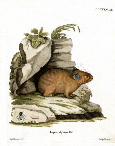 Alpine Pika (színes metszet) alkotó: German School