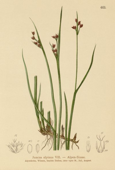 Alpesi roham (Juncus alpinus, Juncus alpinoarticulatus) alkotó: German School
