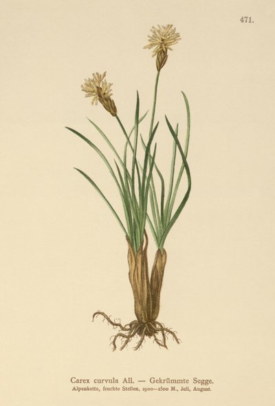 alpesi sás (Carex curvula) alkotó: German School