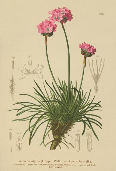 Alpesi takarékosság (Armeria alpina) alkotó: German School