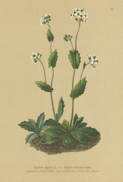 Alpesi zsázsa (Arabis alpina) alkotó: German School
