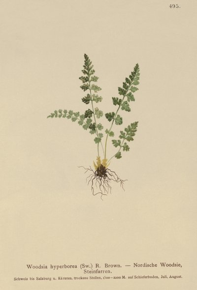 Alpesi erdő (Woodsia alpina, Woodsia hyperborea, Woodsia intermedia, Woodsia pubescens, Acrostichum alpinum, Acrostichum hyperboreum, Ceterach alpina, Polypodium arvonicum) alkotó: German School