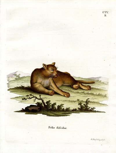Amazon Cougar (színes gravírozás) alkotó: German School