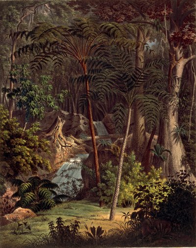 Amazon Rainforest, XXVII. táblázat a „Plantarum Cryptogamicarum Brasiliensiumból”, Johann Baptist Von Spix és Carl Friedrich Von Martius alkotó: German School