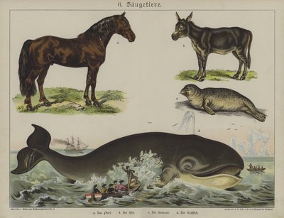 Állatok (színes litó) alkotó: German School