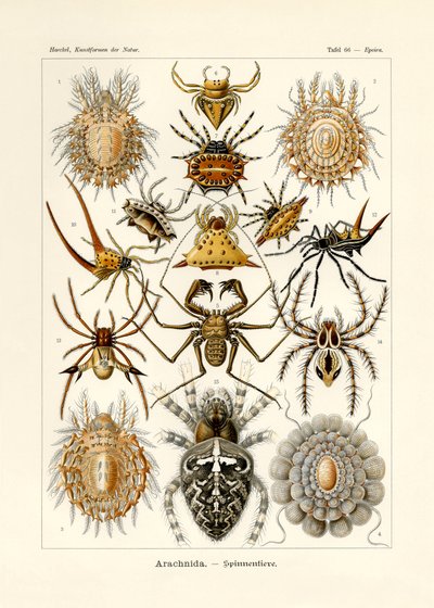 Arachnida, 1899-1904 alkotó: German School