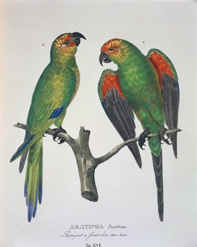 Aratinga Aurifrons (hím és nőstény), XVI. tábla a Johann Baptist von Spix és Carl Friedrich von Martius által készített „Avium Species New in Brazíliából” alkotó: German School