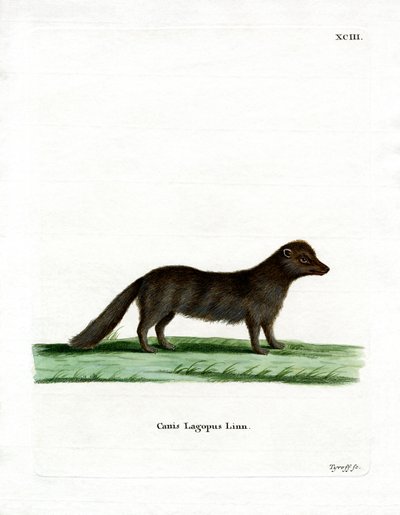 Arctic Fox (színes metszet) alkotó: German School