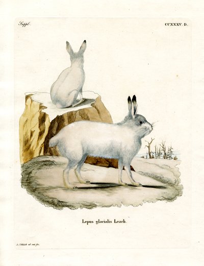 Arctic Hare (színes metszet) alkotó: German School