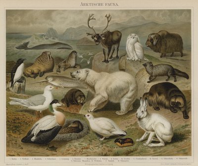 Sarkvidéki fauna alkotó: German School