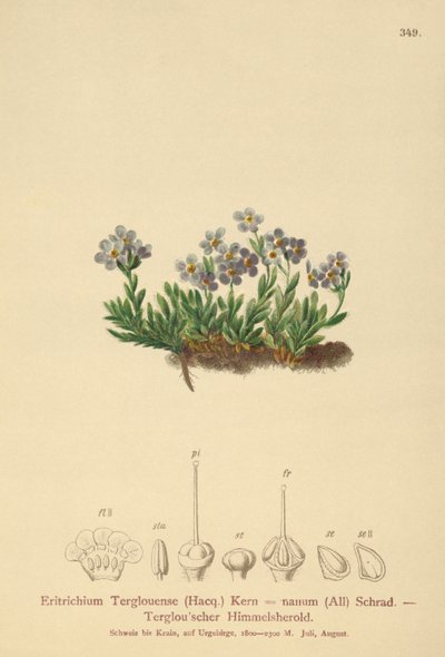 Sarkvidéki nefelejcs (Eritrichium nanum, Eritrichium Terglouense) alkotó: German School