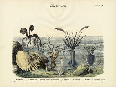 Ízeltlábúak, 1860 körül alkotó: German School