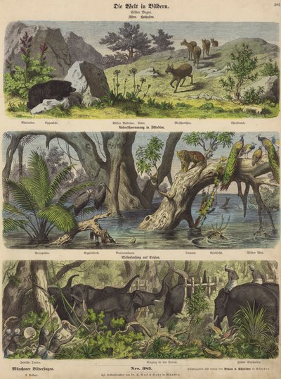Ázsia: hegyi állatok és növények; áradások Kelet-Indiában; elefántfogás Ceylonban (színes metszet) alkotó: German School