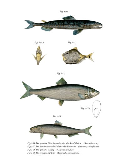 Atlantic Saury (színes litó) alkotó: German School