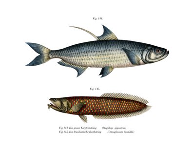 Atlantic Tarpon (színes litó) alkotó: German School