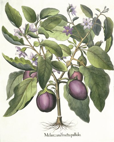 Padlizsán: Melanzana halvány gyümölcs, a Hortus Eystettensisből, Basil Besler (1561-1629), pub. 1613 alkotó: German School