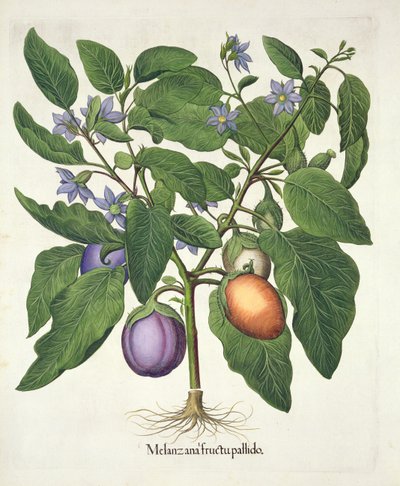 Padlizsán: Melanzana fructu pallido, a Hortus Eystettensisből, Basil Besler (1561-1629), pub. 1613 (kézzel színezett metszet) alkotó: German School