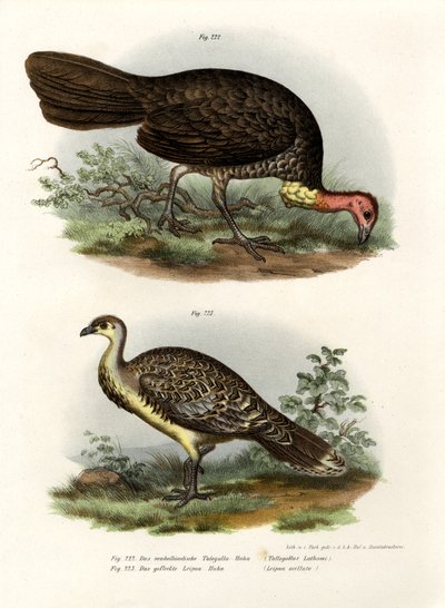 Ausztrál Brush-Törökország, 1864 alkotó: German School