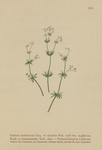 Osztrák Bedstraw ( Galium Austriacum , Galium wild ( var. glabrum ) Galium alkotó: German School