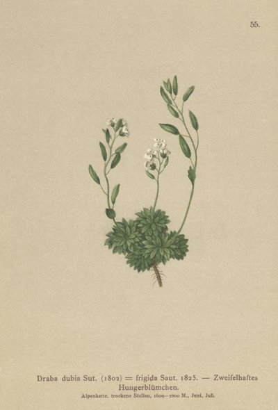 Osztrák Whitlow Grass (Draba dubia, Draba frigida) alkotó: German School