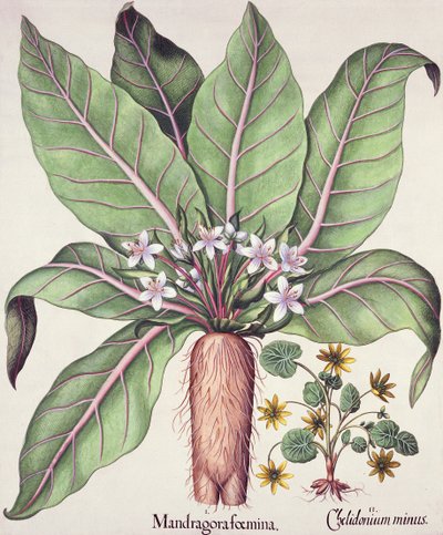 Őszi mandragóra, a Hortus Eystettensis-ből, Basil Besler (1561-1629) kocsmából. 1613 (kézzel színezett metszet) alkotó: German School