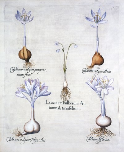 Őszi hópehely és réti sáfrány, a Hortus Eystettensisből, Basil Besler (1561-1629), pub. 1613 (kézzel színezett metszet) alkotó: German School