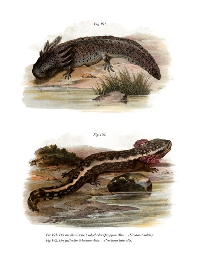 Axolotl (színes tagok) alkotó: German School
