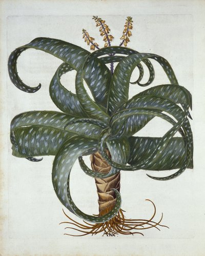 Barbados Aloe, a Hortus Eystettensisből, Basil Besler (1561-1629) pub. 1613 alkotó: German School