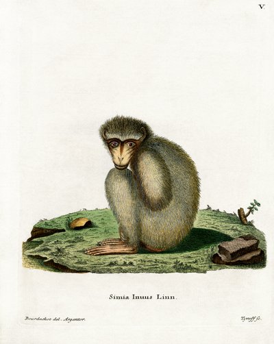 Barbary Ape (színes metszet) alkotó: German School