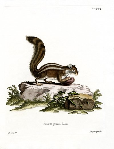 Barbary Ground Squirrel (színes metszet) alkotó: German School