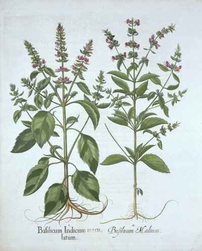 Basil, Hortus Eystettensisből, Basil Besler (1561-1629), pub. 1613 (kézzel színezett metszet) alkotó: German School