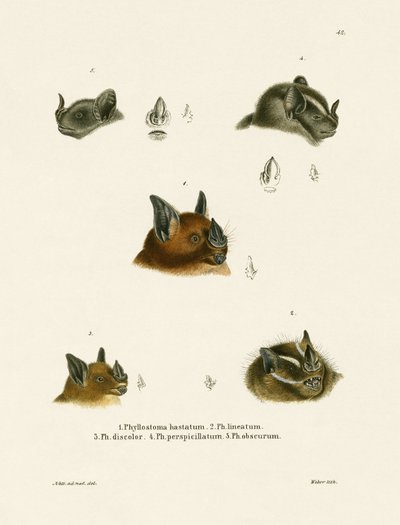 Denevérfejek (színes gravírozás) alkotó: German School