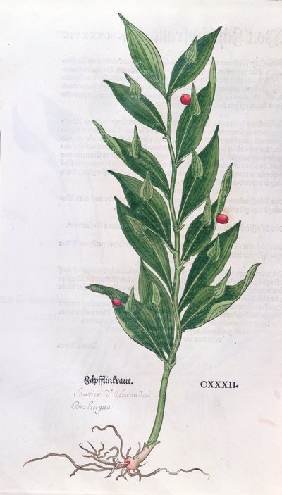 Baytree, Leonhart Fuchs (1501-66) The Herbarium című illusztrációja, megjelent Bázelben, 1555 (színes metszet) alkotó: German School