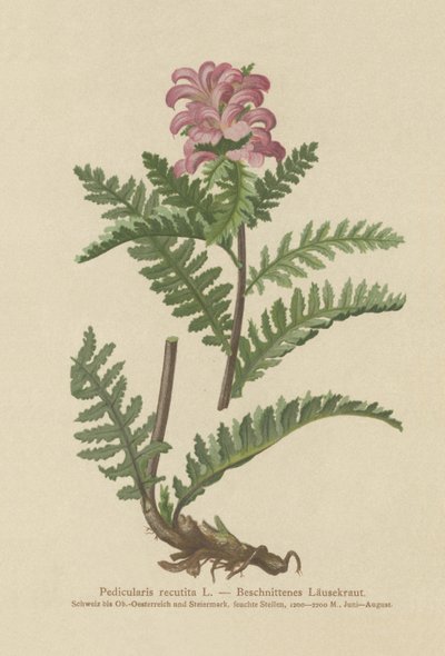 Csőrtelen vörös tetű (Pedicularis recutita) alkotó: German School