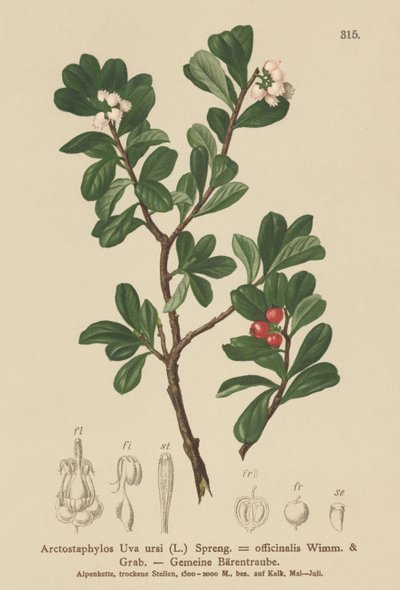 Medveszőlő (Arctostaphylos Uva ursi, Arctostaphylos officinalis) alkotó: German School