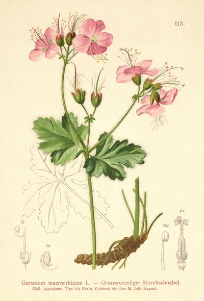 Bigroot Geranium (Geranium macrorrhizum) alkotó: German School