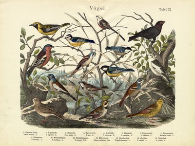 Madarak, 1860 körül alkotó: German School
