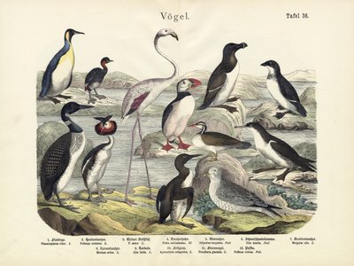 Madarak, 1860 körül alkotó: German School