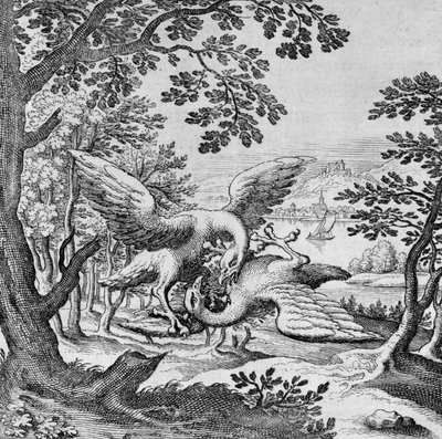 A Musaeum Hermeticumból harcoló madarak alkotó: German School