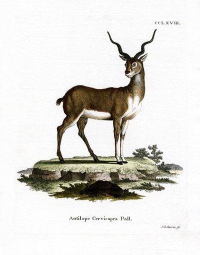Blackbuck (színes gravírozás) alkotó: German School
