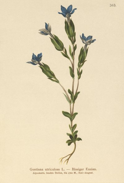 Gentiana hólyag (Gentiana utriculosa) alkotó: German School